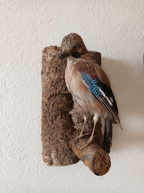A Taxidermy Jay Bird perched on a branch.